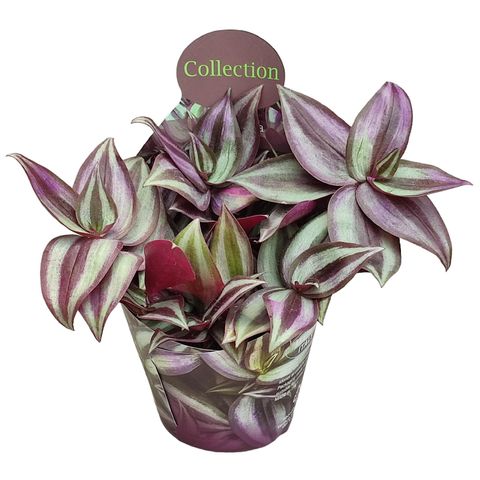 Tradescantia zebrina