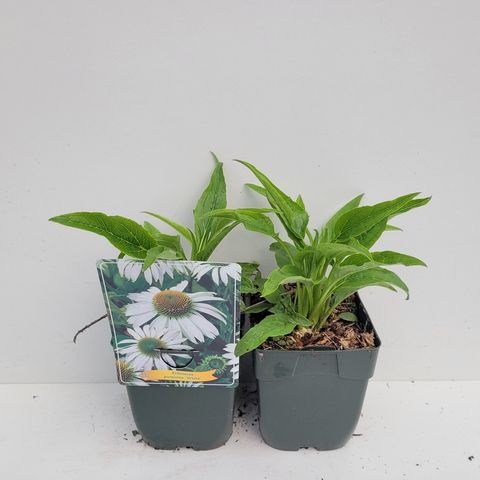 Echinacea purpurea 'White Swan'