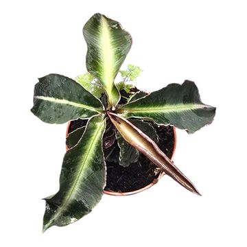 Labisia pumila