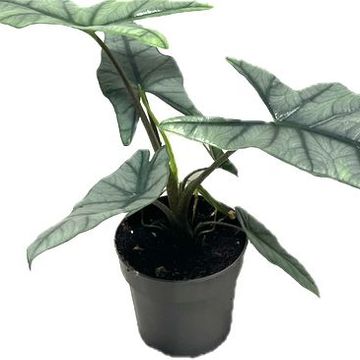 Alocasia heterophylla