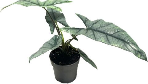 Alocasia heterophylla
