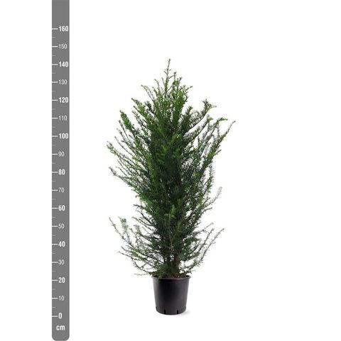 Taxus baccata