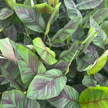 Musa sikkimensis 'Ever Red'