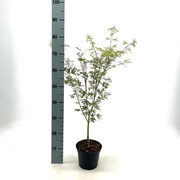 Acer palmatum 'Kagiri-nishiki'