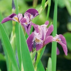 Iris versicolor (van der Velde Waterplanten BV)