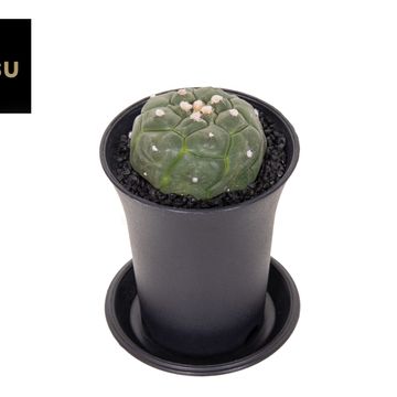 Astrophytum asterias 'Kikko Lizard Skin'