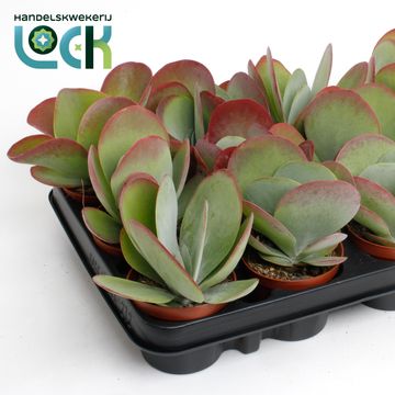 Kalanchoe thyrsiflora RED LIPS