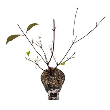 Viburnum x bodnantense 'Dawn'