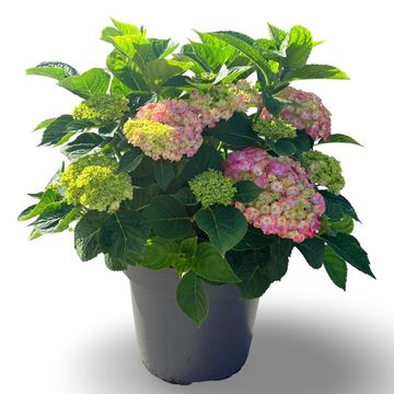 Hydrangea macrophylla 'King George VII'