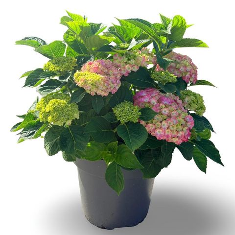 Hydrangea macrophylla 'King George VII'