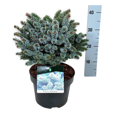 Picea sitchensis 'Silberzwerg'
