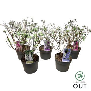 Buddleja davidii MIX