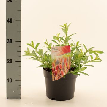 Ива gracilistyla 'Mt. Aso'