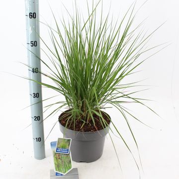 Molinia caerulea 'Edith Dudszus'