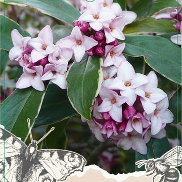 Daphne odora 'Aureomarginata'