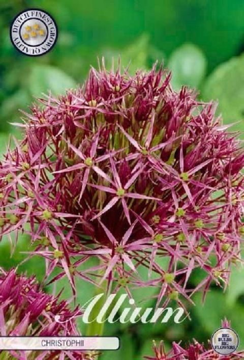 Allium cristophii