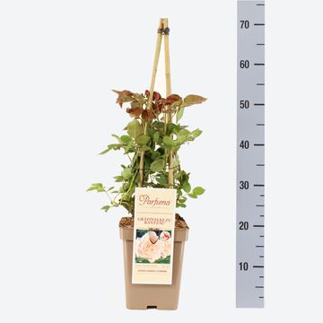 Rosa GRÄFIN ELKE ZU RANTZAU