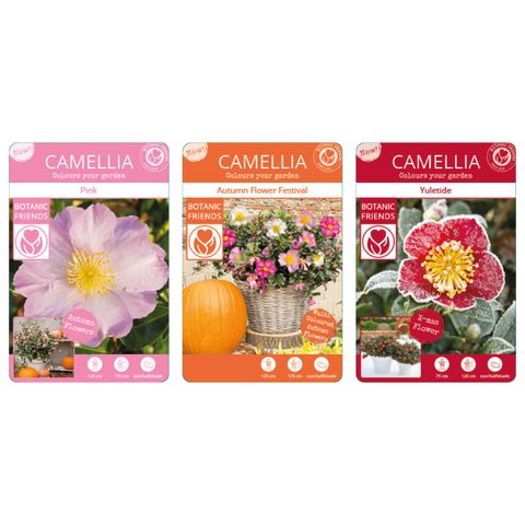 Camellia sasanqua MIX