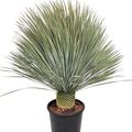 Yucca rostrata