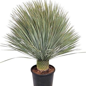 Yucca rostrata