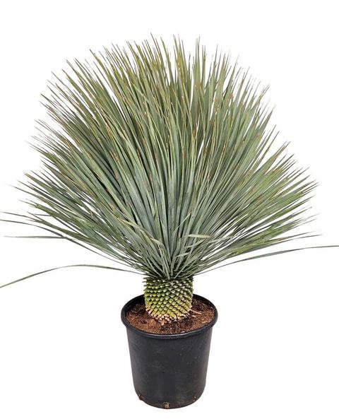 Yucca rostrata