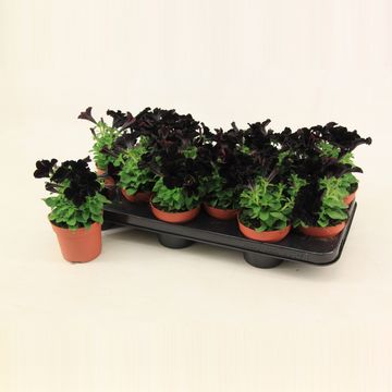 Petunia BLACK RAY