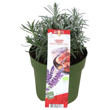 Lavandula x intermedia 'Grosso'