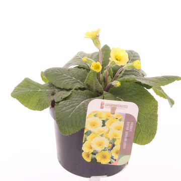 Primula 'Veristar Lemon'