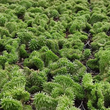 Euphorbia horrida cristata