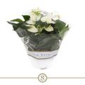 Anthurium WHITE CHAMPION