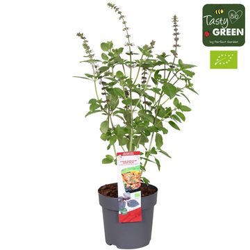 Ocimum basilicum 'Magic Blue'