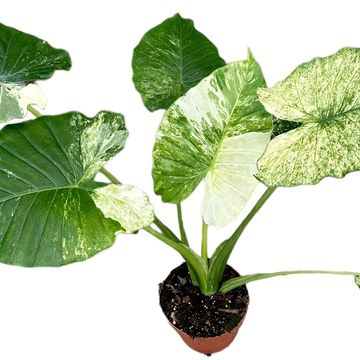 Alocasia gageana 'Variegata'