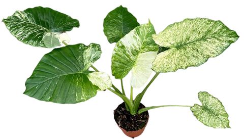 Alocasia gageana 'Variegata'