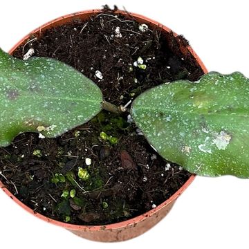 Hoya waymaniae