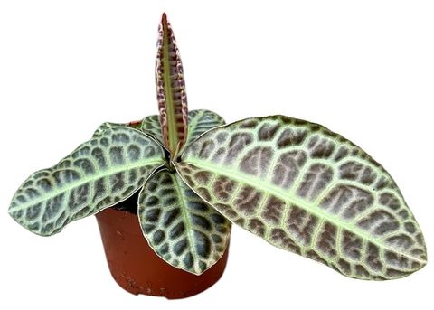 Labisia 'Turtle Back'