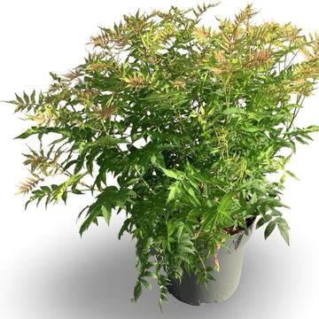 Sorbaria sorbifolia 'Sem'