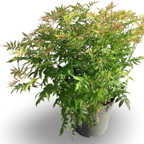 Sorbaria sorbifolia 'Sem'