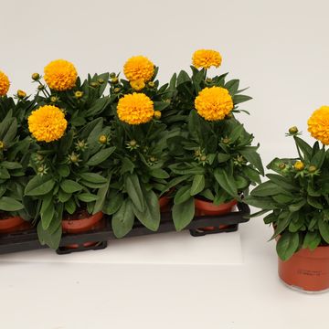 Coreopsis grandiflora SOLANNA GOLDEN SPHERE