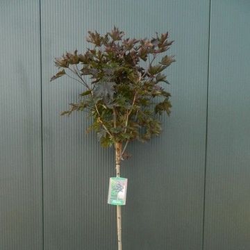Acer platanoides 'Crimson Sentry'