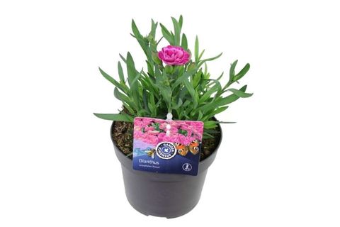 Dianthus CODE PINK