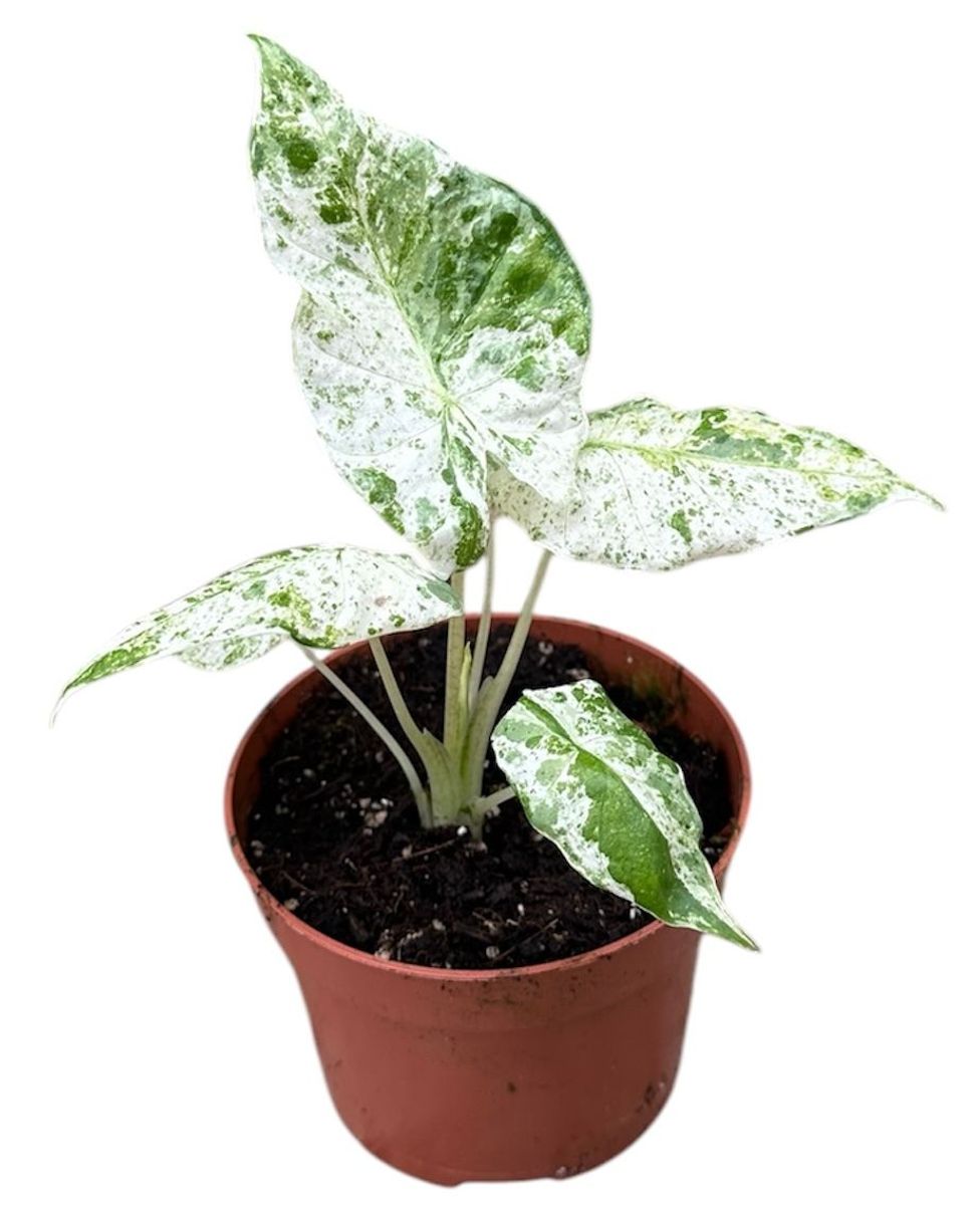 Alocasia macrorrhizos 'Splash' — Plant Wholesale FlorAccess Alocasia macrorrhizos 'Splash' — Plant Wholesale FlorAccess