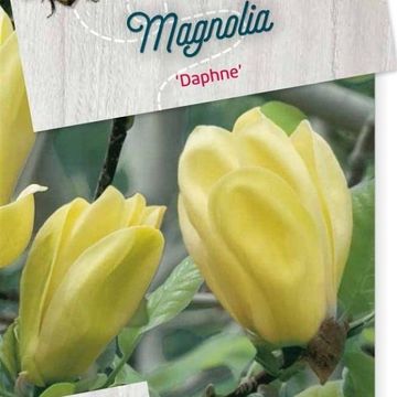 Magnolia 'Daphne'