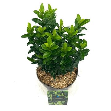 Euonymus japonicus 'Green Spire'