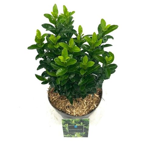 Euonymus japonicus 'Green Spire'