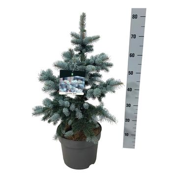 Picea pungens 'Koster'