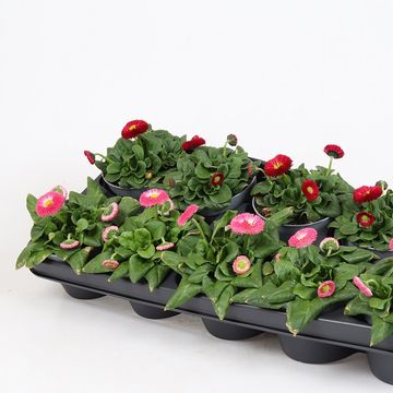 Bellis perennis MIX