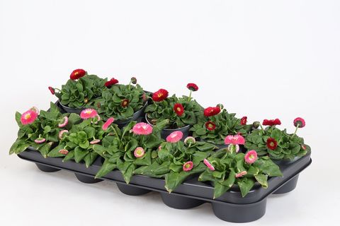 Bellis perennis MIX