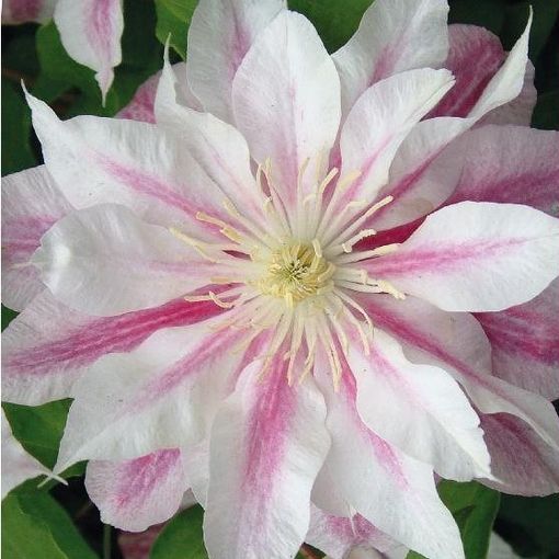 Clematis 'Andromeda' (EL)