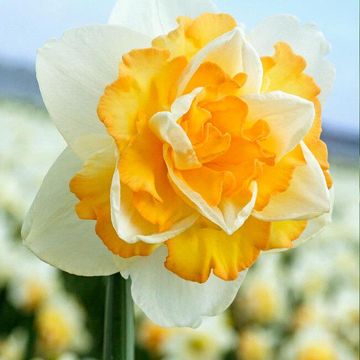 Narcissus 'Golden Pearl'
