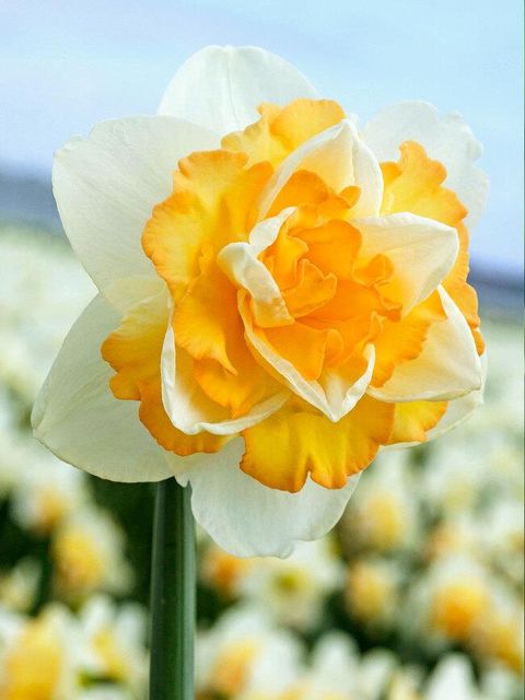 Narcissus 'Golden Pearl'